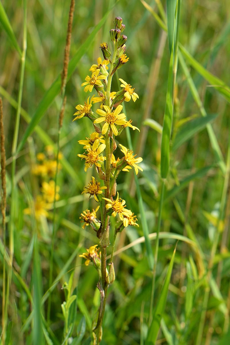 Image of Ligularia lydiae specimen.