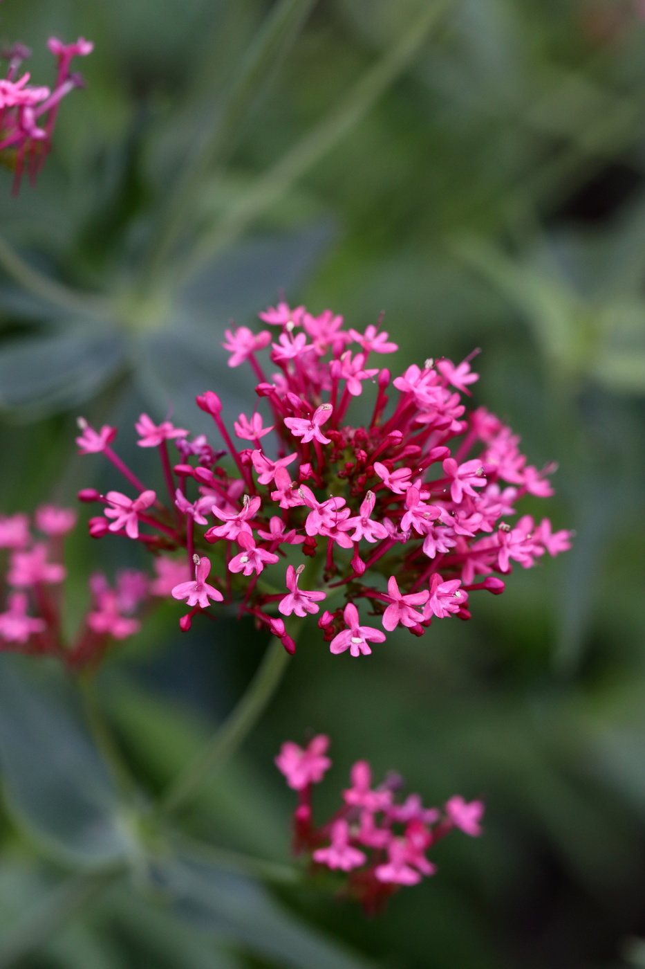 Image of Centranthus ruber specimen.