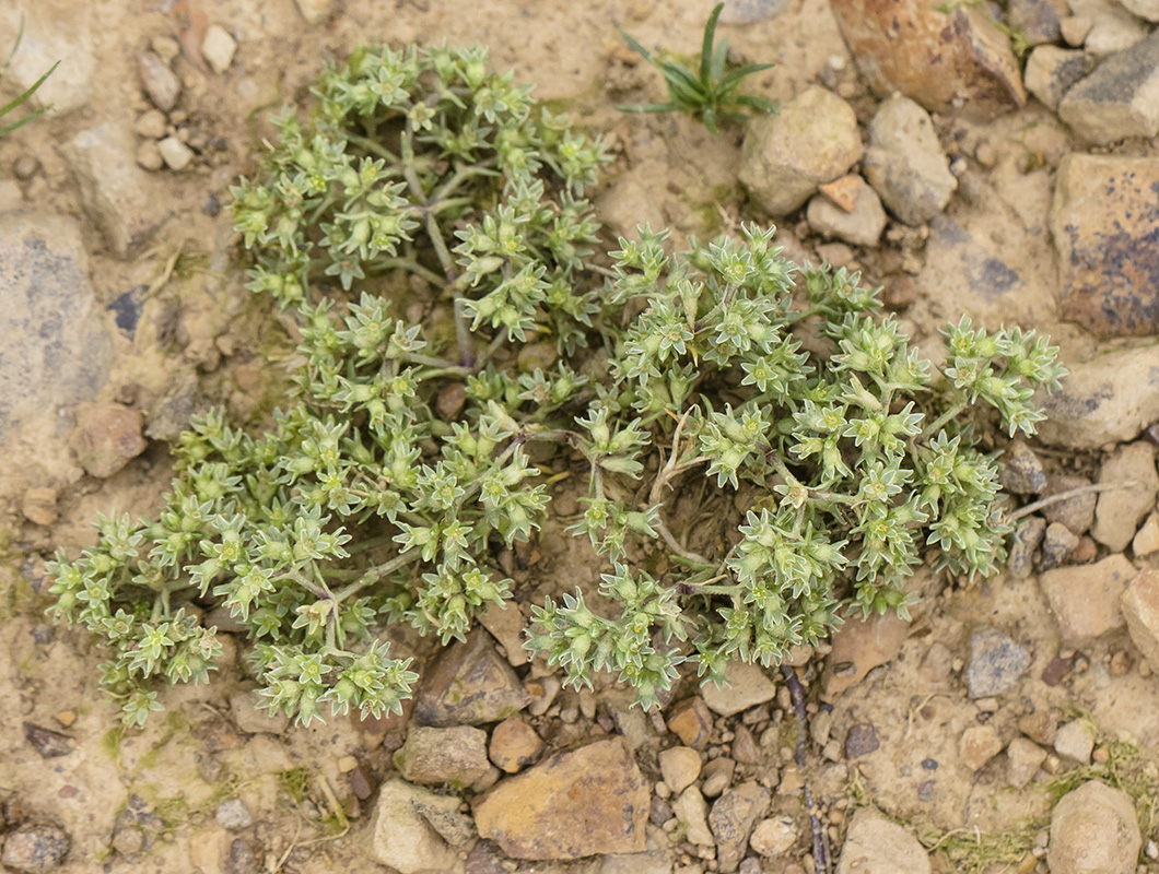 Изображение особи Scleranthus uncinatus.