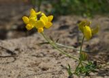 Lotus corniculatus. Соцветие. Татарстан, г. Казань, песчаный берег р. Казанка у Кремлёвской транспортной дамбы. 13.08.2021.