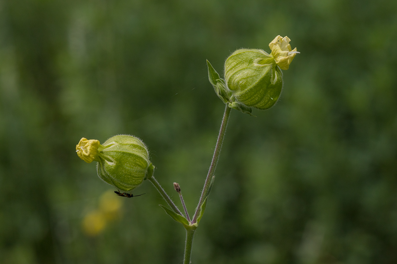 Изображение особи Melandrium latifolium.