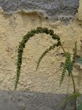 Amaranthus viridis. Верхушка цветущего растения. Таджикистан, р-н Рудаки, с. Чимтеппа, возле наружной стены забора. 02.06.2018.