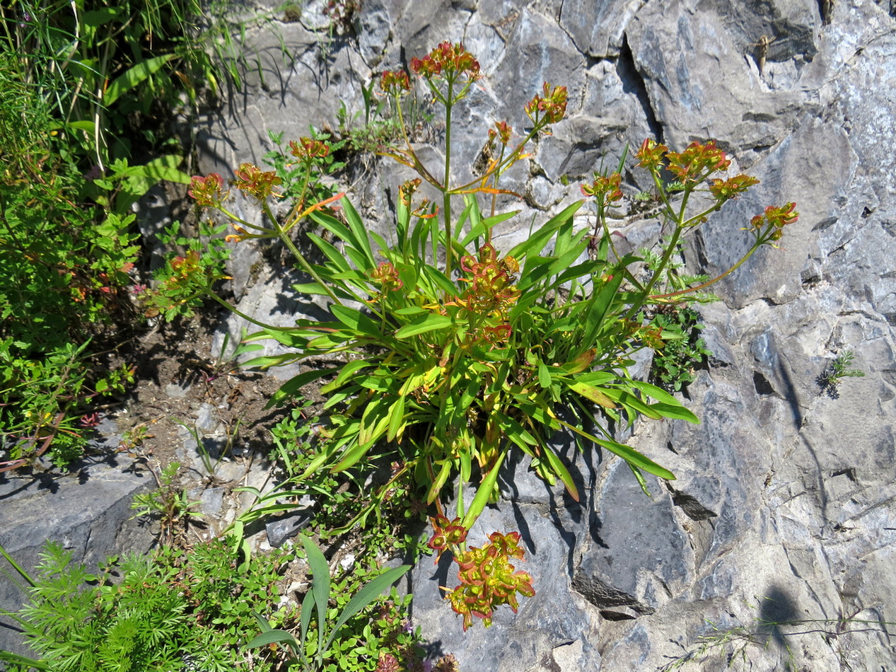 Image of Patrinia sibirica specimen.