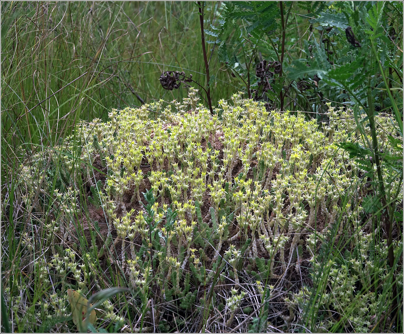 Image of Sedum acre specimen.