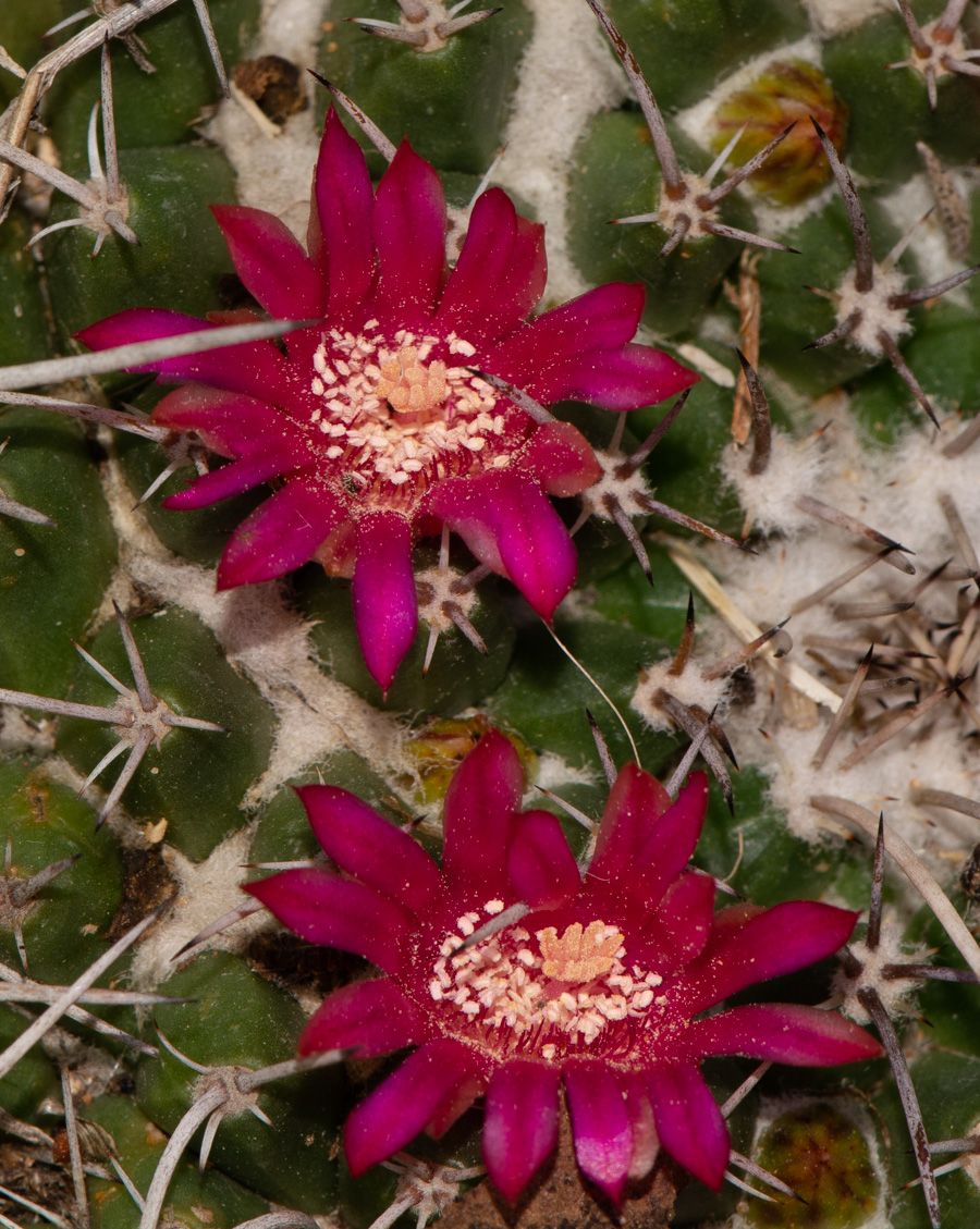 Изображение особи Mammillaria compressa.