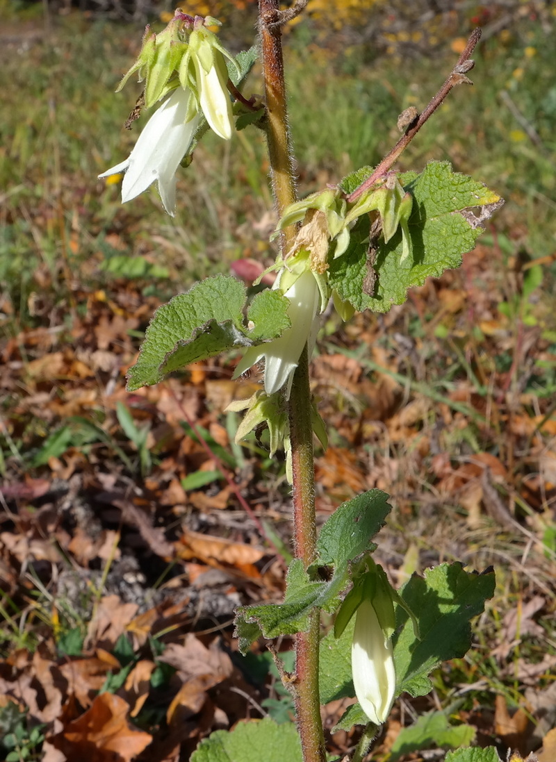 Image of Campanula alliariifolia specimen.