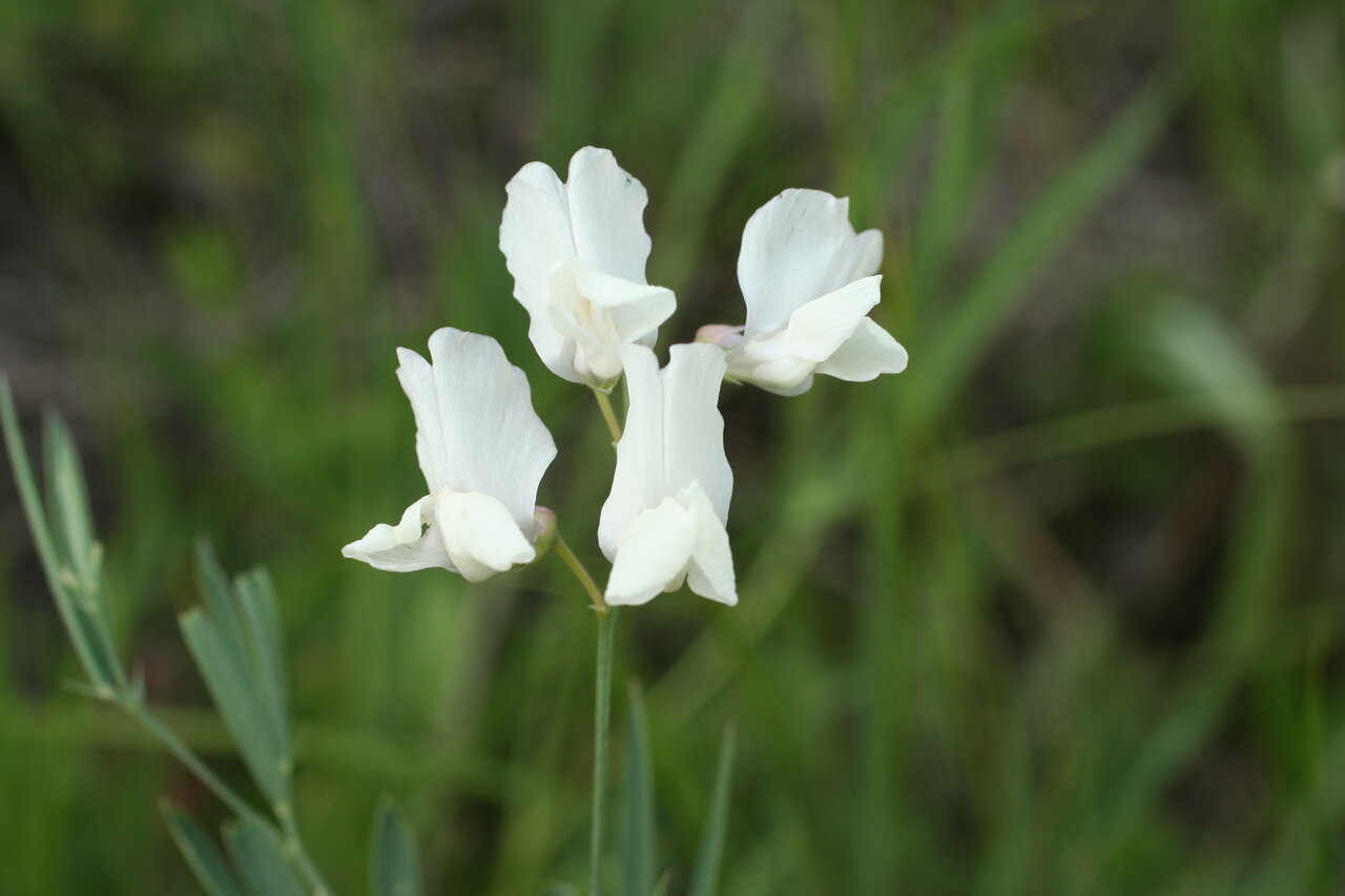 Изображение особи Lathyrus pallescens.