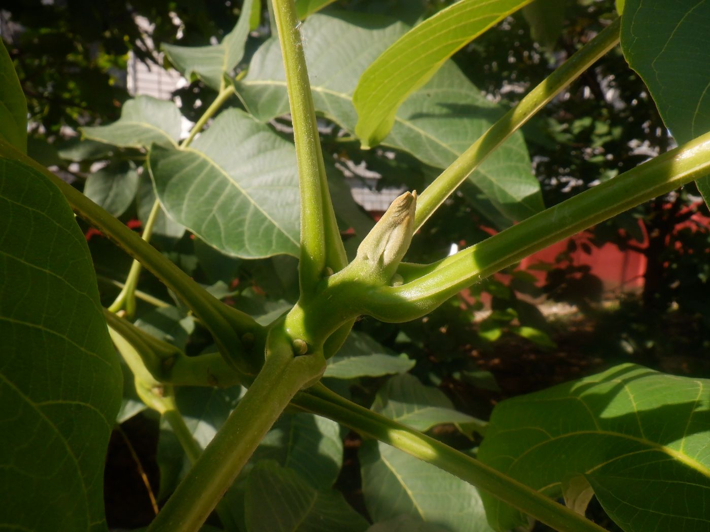 Image of Juglans regia specimen.