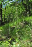 Draba stylaris