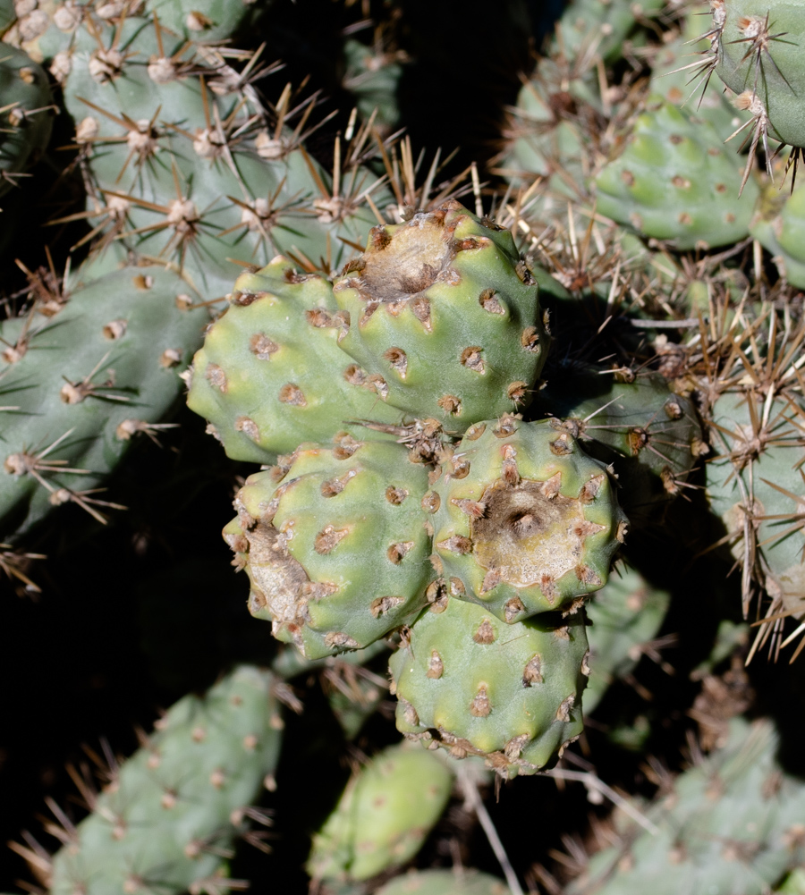 Изображение особи Cylindropuntia cholla.