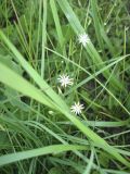 Stellaria graminea