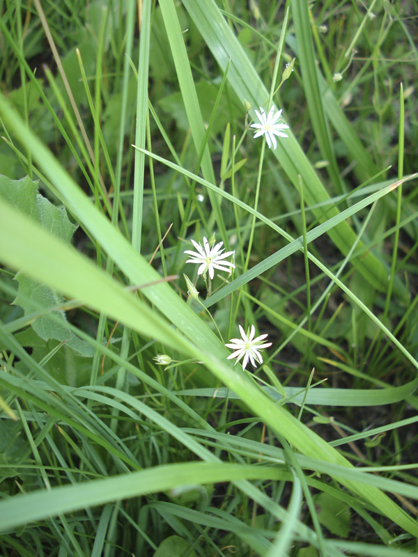 Изображение особи Stellaria graminea.