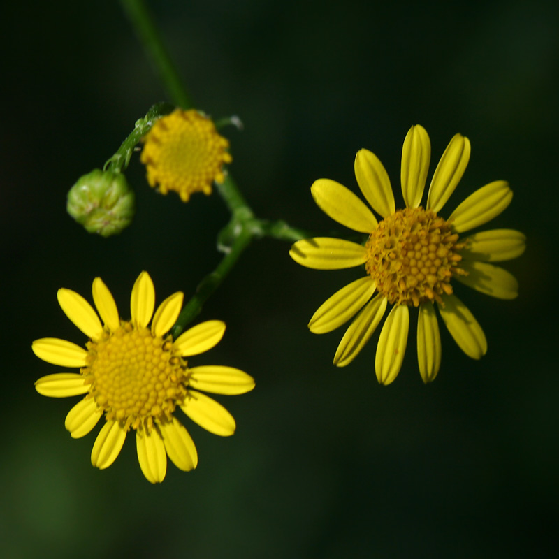 Image of Senecio erraticus specimen.