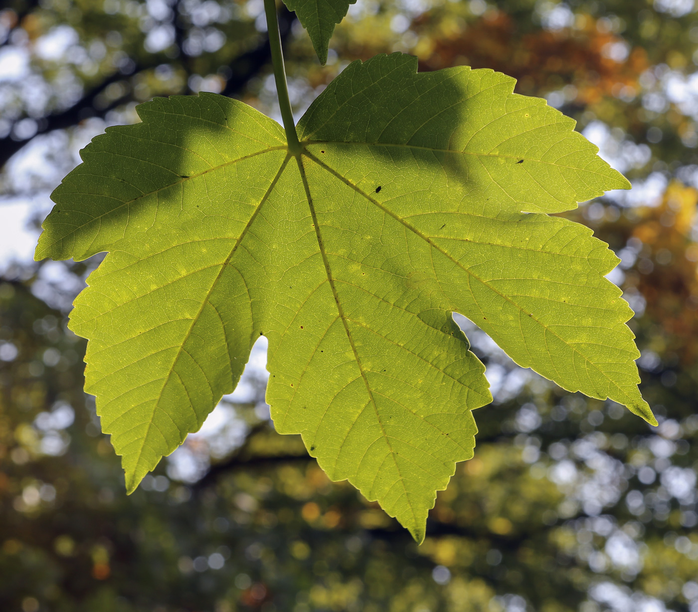 Image of Acer pseudoplatanus specimen.