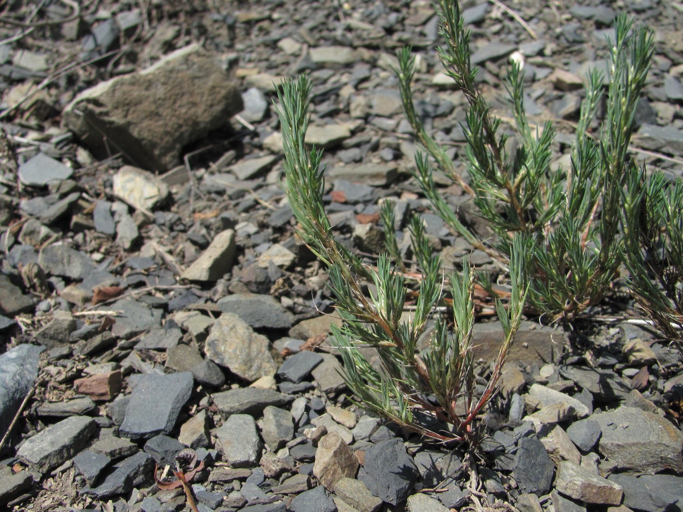 Image of Polycnemum majus specimen.