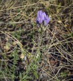 Astragalus danicus. Верхушки побегов с соцветиями и лист. Пермский край, Кунгурский р-н, окр. с. Филипповка, гора Ледяная, крутой слабо задернованный склон. 20.06.2021.