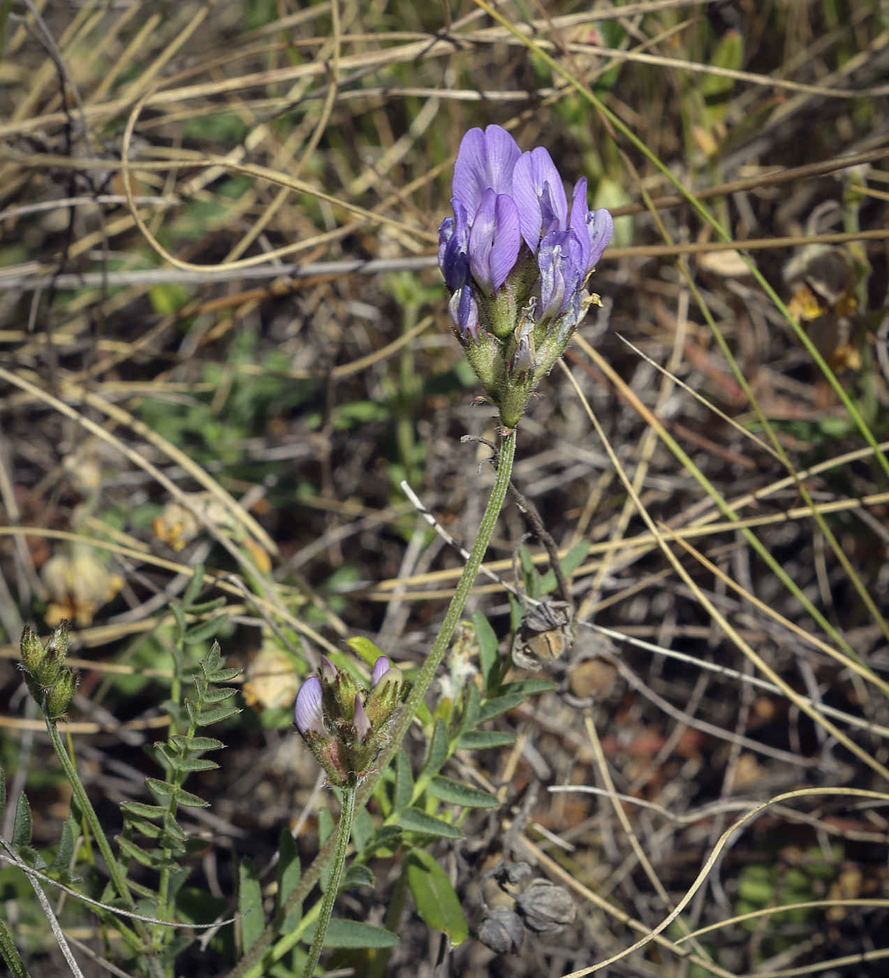 Изображение особи Astragalus danicus.