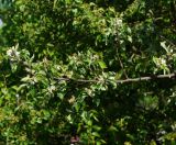 Malus domestica