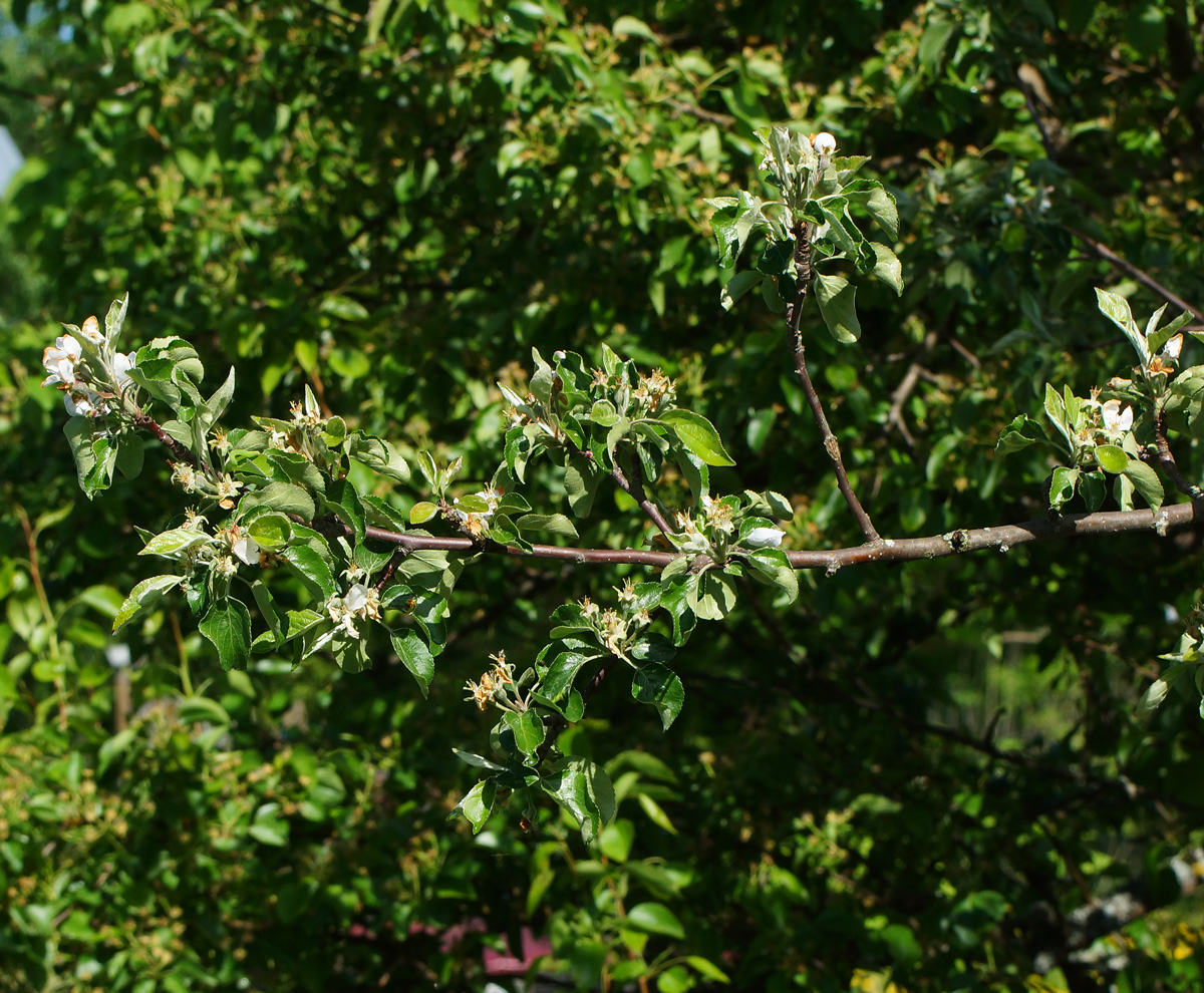 Image of Malus domestica specimen.