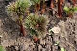 Paeonia tenuifolia