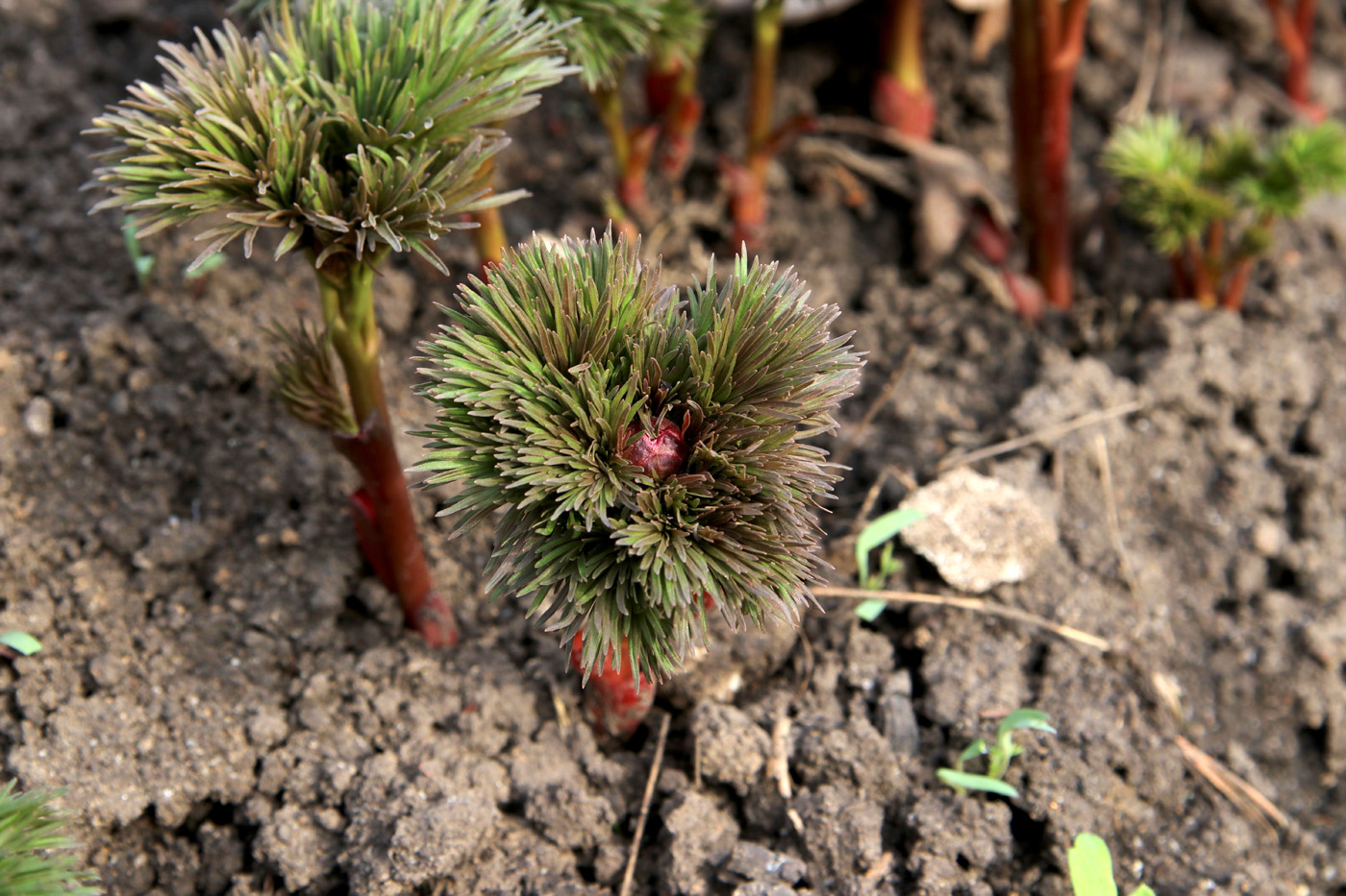 Image of Paeonia tenuifolia specimen.