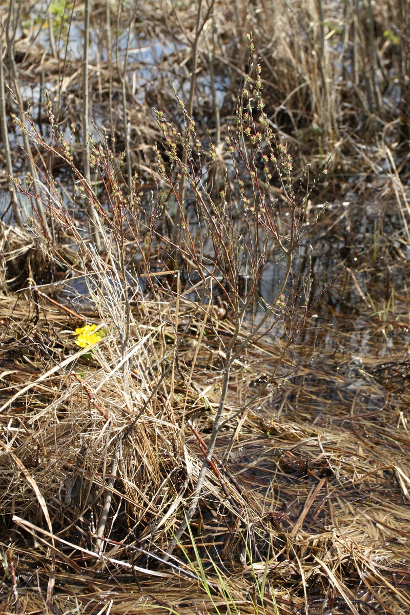 Image of Salix rosmarinifolia specimen.