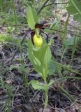 Cypripedium calceolus