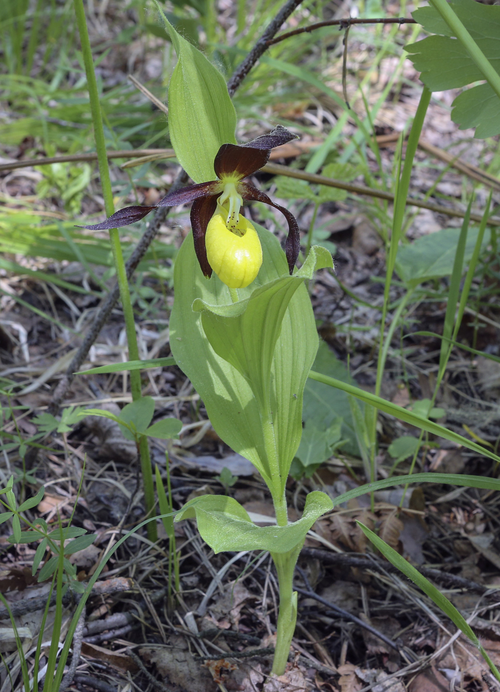 Изображение особи Cypripedium calceolus.