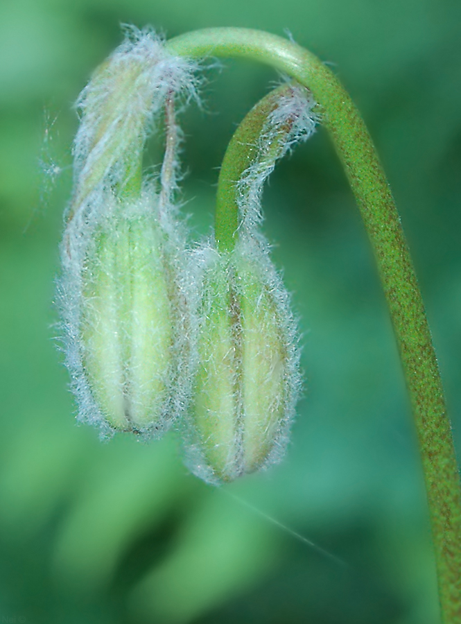 Image of Lilium pilosiusculum specimen.