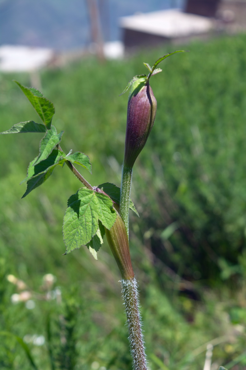 Изображение особи семейство Apiaceae.