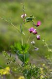 Pisum sativum. Верхушка цветущего растения. Израиль, окр. Латруна, поляна. 19.03.2022.
