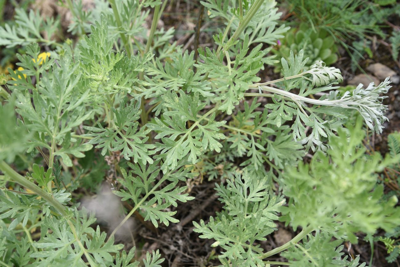 Изображение особи Artemisia absinthium.