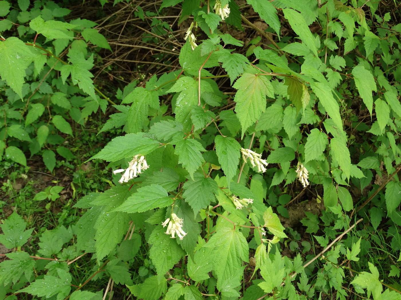 Image of genus Neillia specimen.