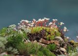 Saxifraga ascoldica. Цветущие растения. Приморский край, Ольгинский р-н, окр. пос. Тимофеевка, мыс Четырёх Скал, по кромке приморского обрыва, среди камней. 11.07.2022.