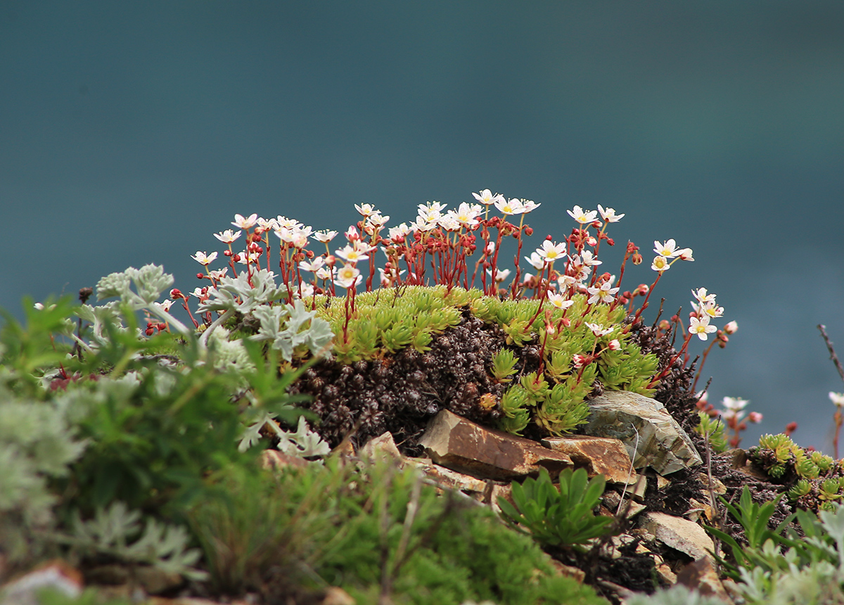 Image of Saxifraga ascoldica specimen.