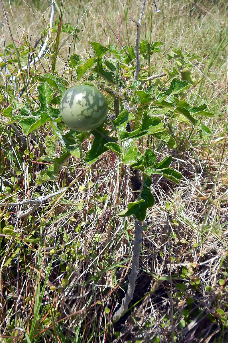 Image of Solanum linnaeanum specimen.