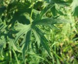 Delphinium elatum