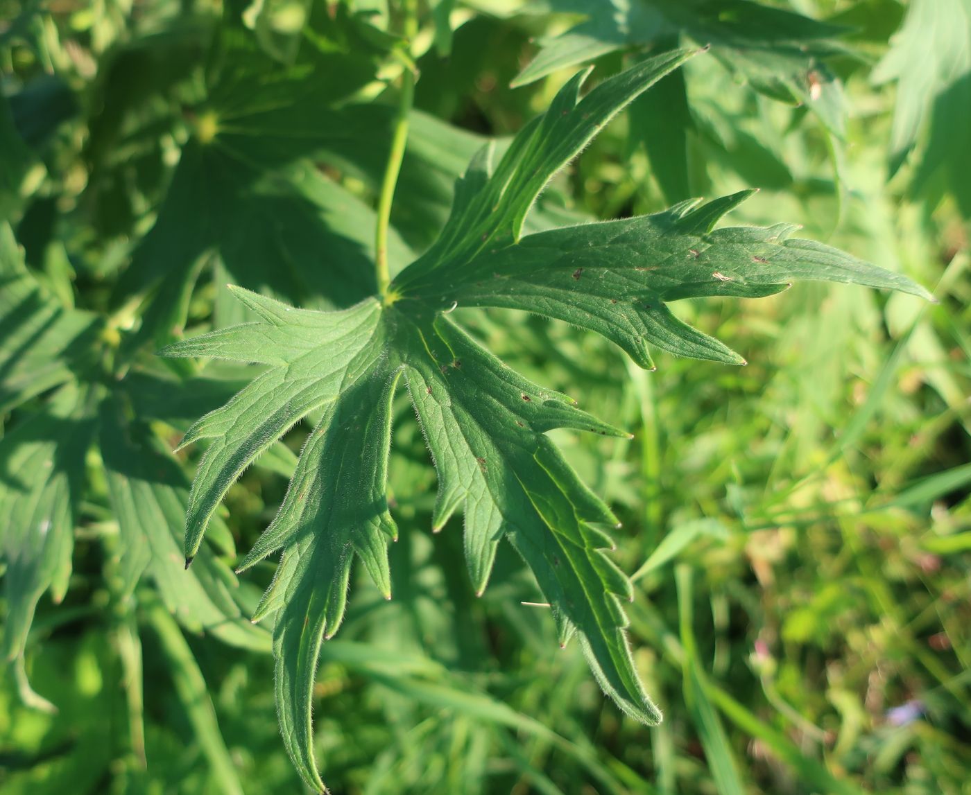 Image of Delphinium elatum specimen.