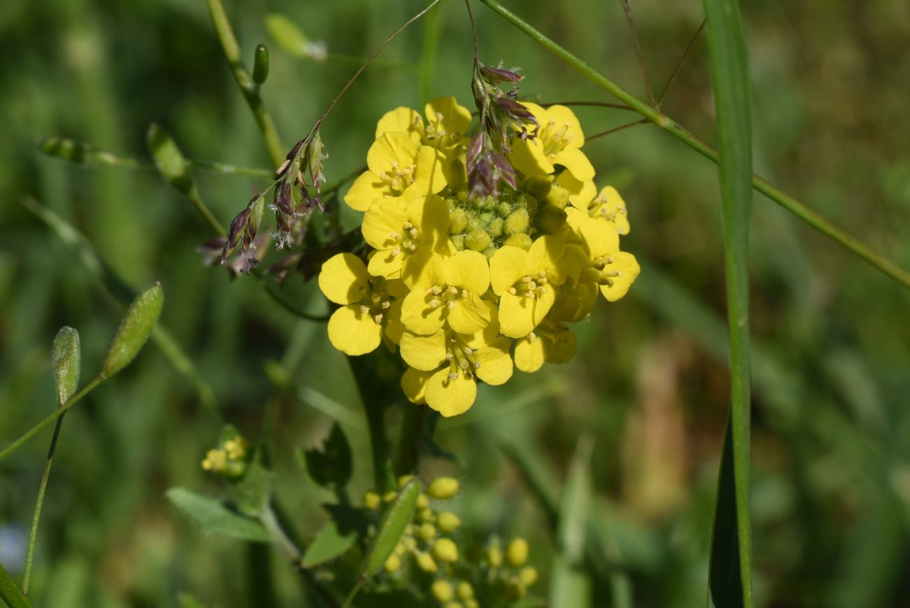 Image of Sisymbrium erucastrifolium specimen.
