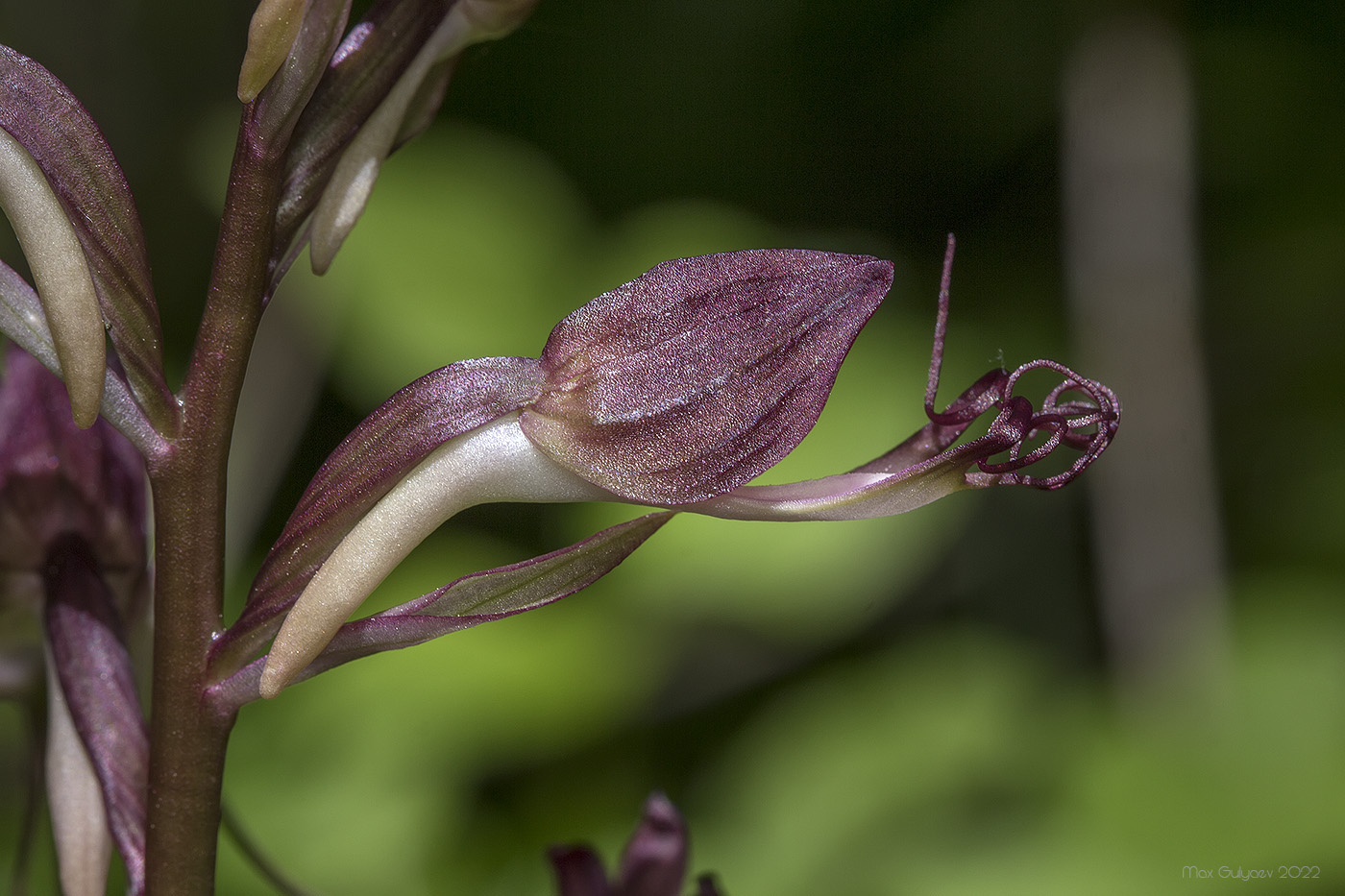 Image of Himantoglossum comperianum specimen.