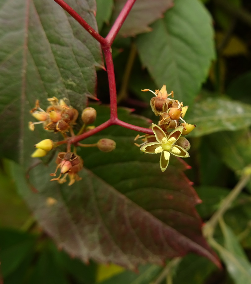 Image of Parthenocissus quinquefolia specimen.