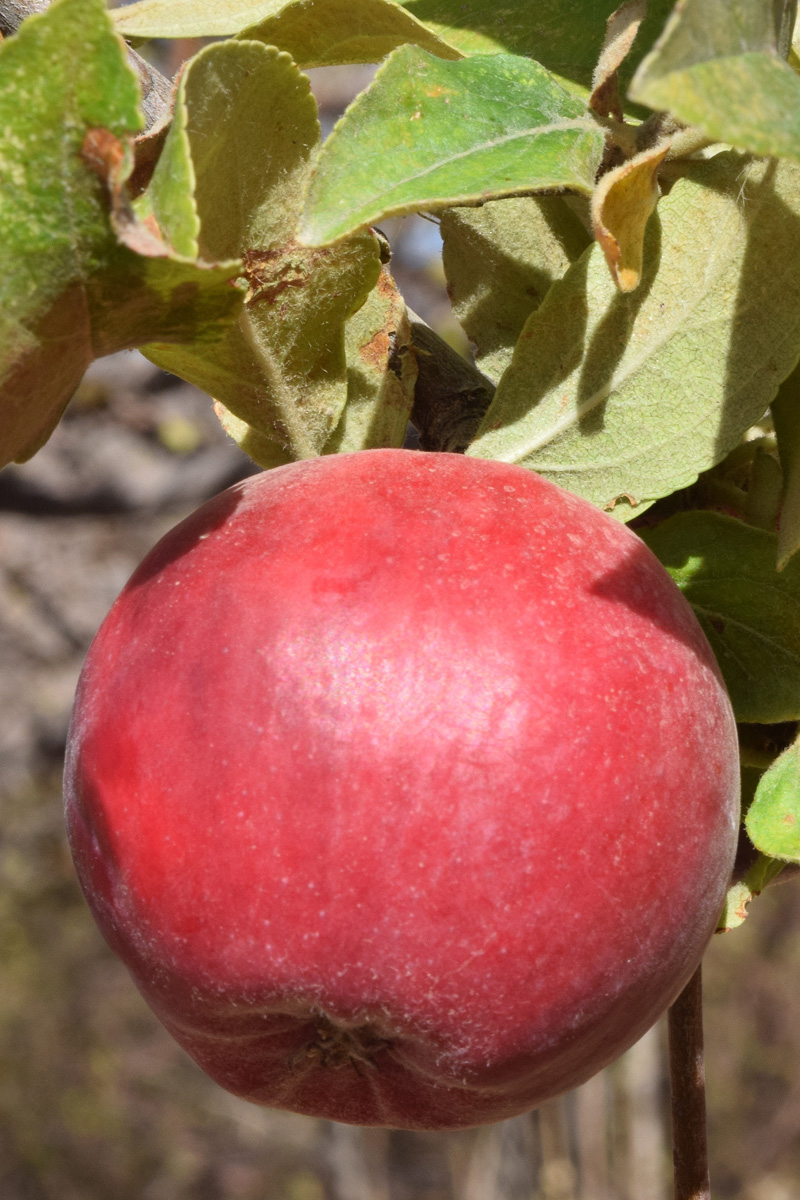 Image of Malus domestica specimen.