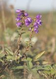 Campanula ruthenica. Цветущие растения. Краснодарский край, м/о г. Новороссийск, Маркотхский хр., пер. Неберджаевский, ≈ 500 м н.у.м., остепнённый луг. 30.09.2022.