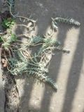 Euphorbia myrsinites