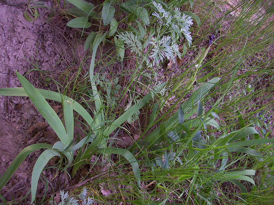 Image of Iris aphylla specimen.