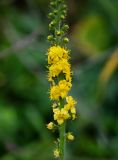 Agrimonia eupatoria