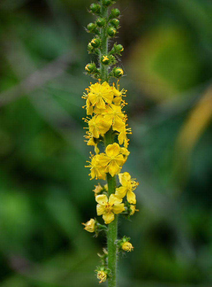 Изображение особи Agrimonia eupatoria.