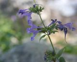 Nepeta sibirica