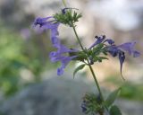 Nepeta sibirica. Часть побега с соцветиями. Республика Алтай, Улаганский р-н, правый берег реки Чулышман, береговая терраса напротив урочища Ак-Курум, берег сухого ручья Карасу. 8 августа 2020 г.