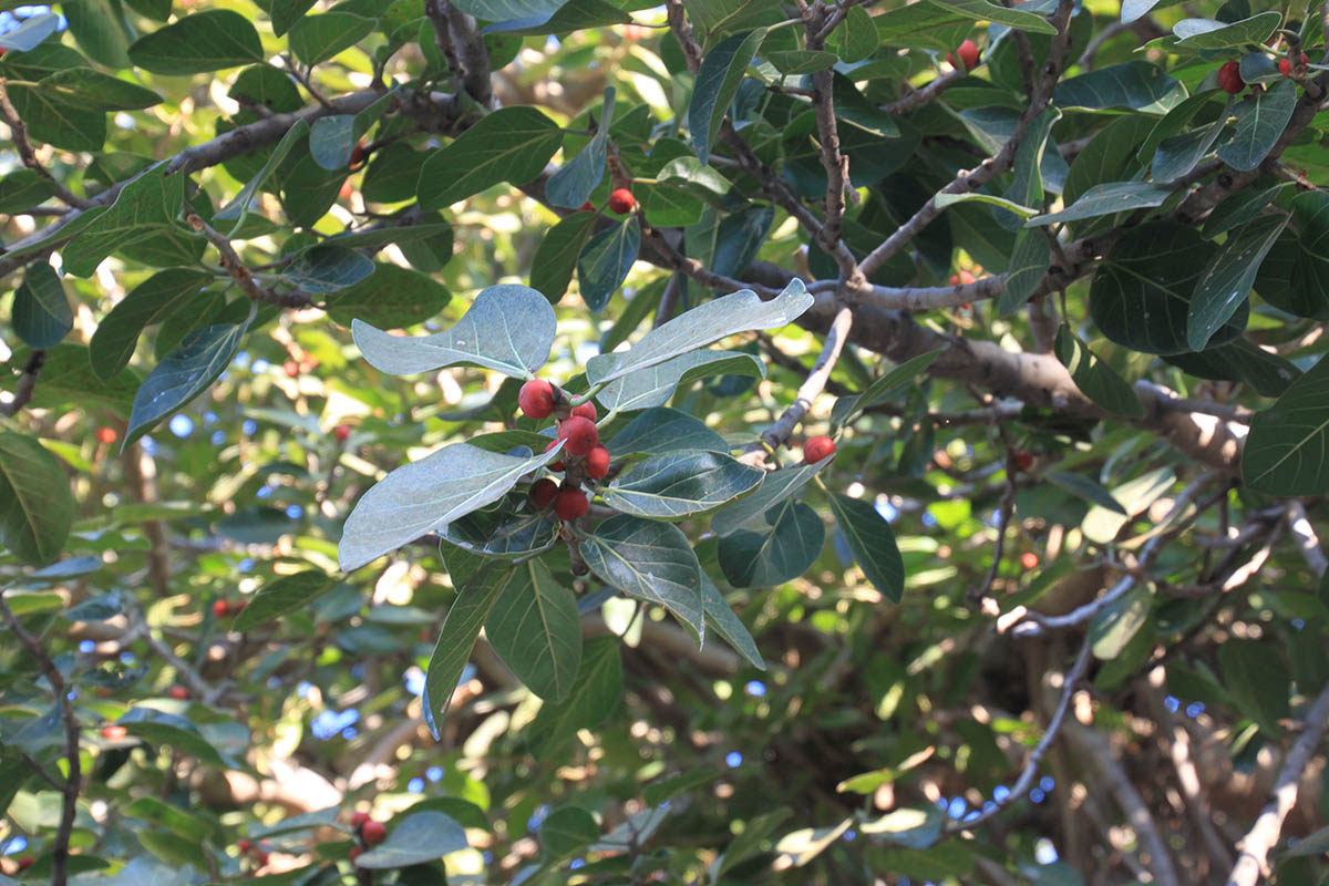 Изображение особи Ficus benghalensis.